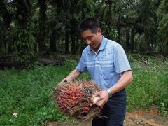 Indonesia: 100 TPD palm oil production line